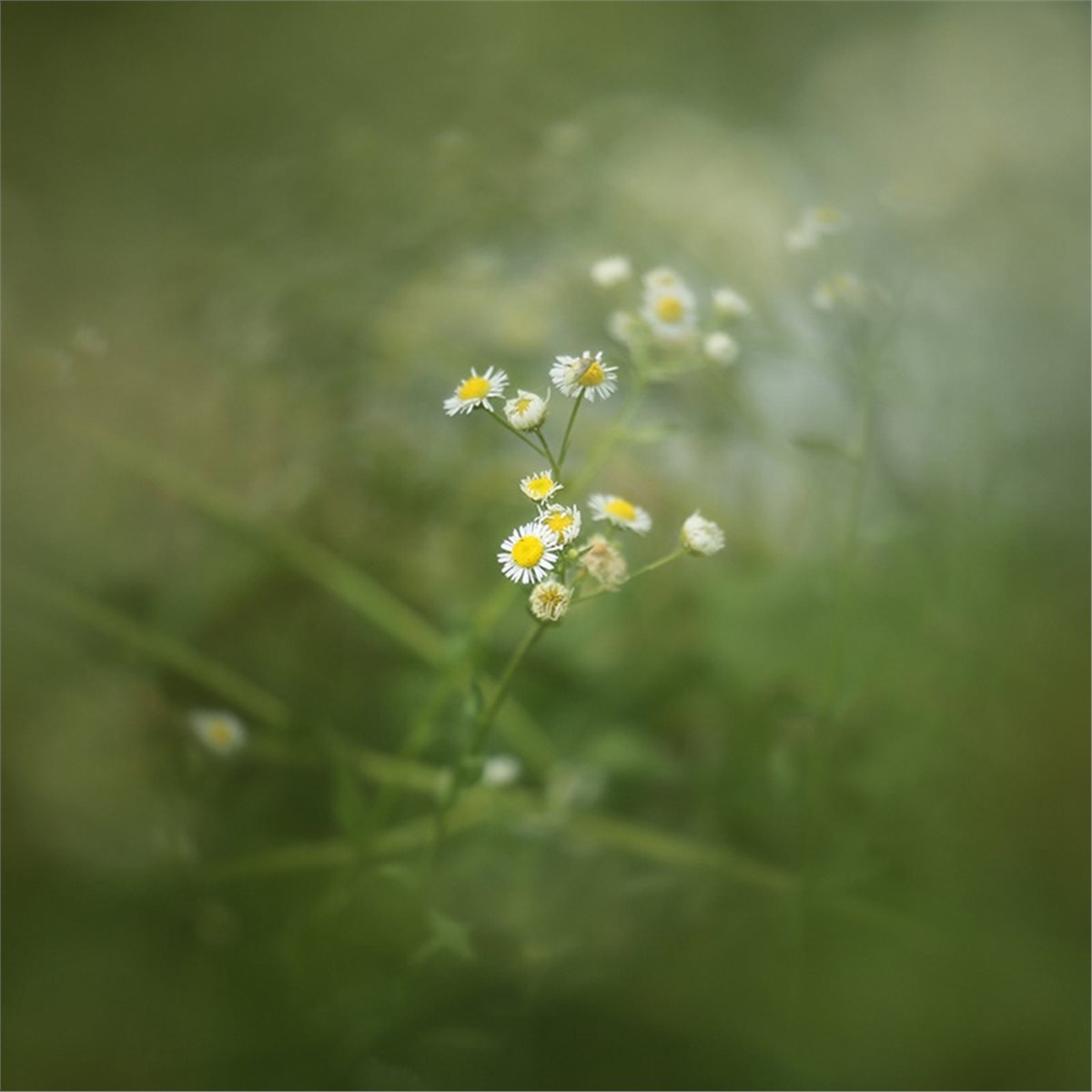 77/82mm Merkezden Açık Kenar B - Photography Close Up incelemesi ve fiyatı